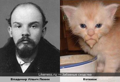 Испачканный кот похож на Ленина