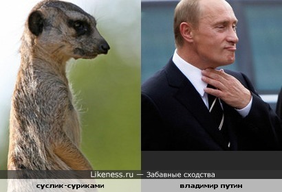 Путин похож на суслика-суриката