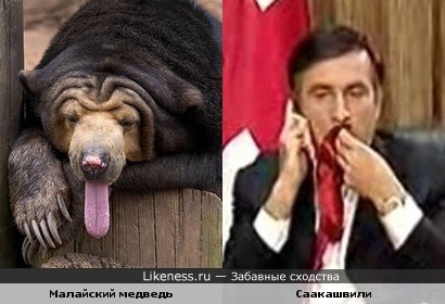 Малайский медведь и Михаил Саакашвили похожи
