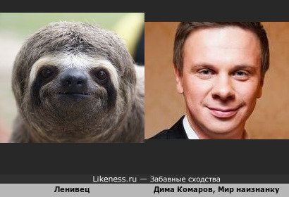 Ленивец напоминает телеведущего Диму Комарова