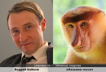 Андрей Кайков похож на обезьяну носача