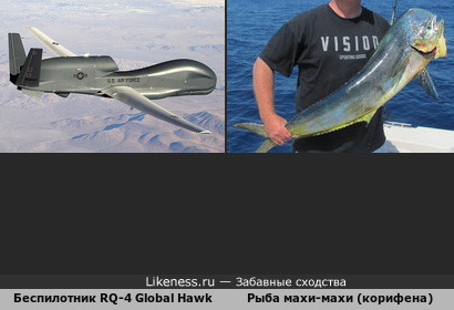 Беспилотник RQ-4 Global Hawk похож на рыбу махи-махи