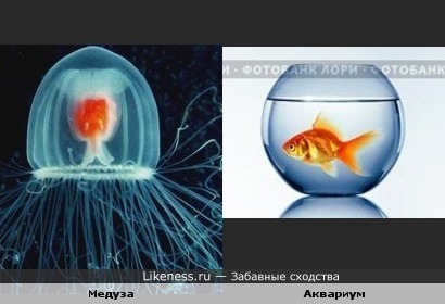Медуза похожа на аквариум с золотой рыбкой