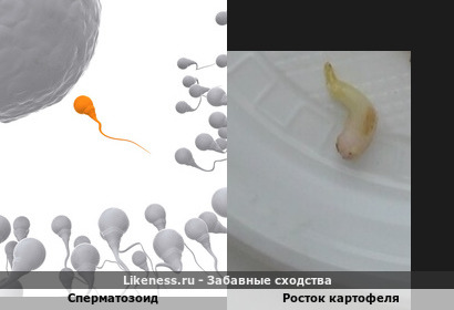 Сперматозоид напоминает росток картофеля