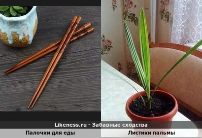 Палочки для еды напоминают листики пальмы