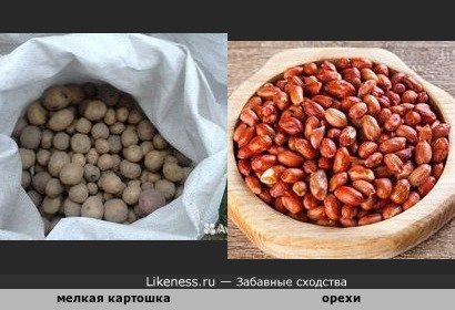 Мелкая картошка напоминает орехи