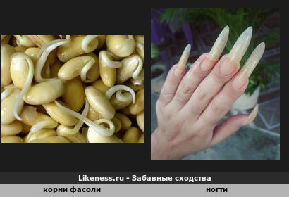 Корни фасоли напоминают ногти