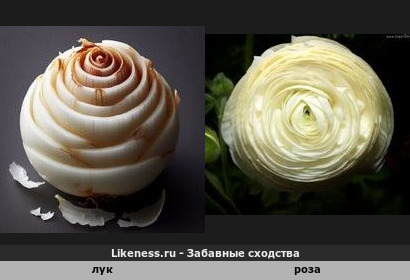 Лук напоминает розу