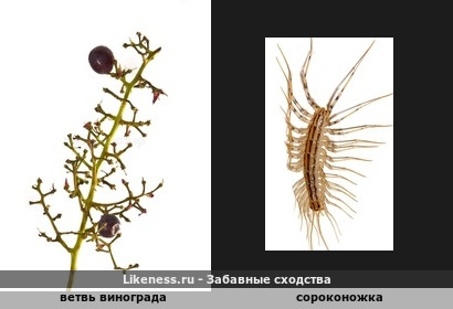 Ветвь винограда напоминает сороконожку