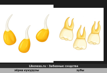 Зёрна кукурузы напоминают зубы