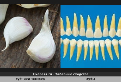 Зубчики чеснока напоминают зубы