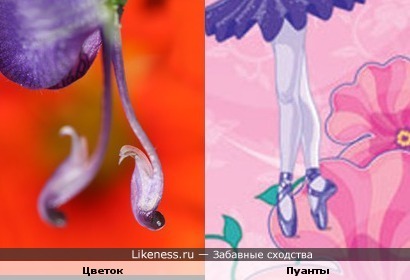Пестики-тычинки похожи на ножки балерины