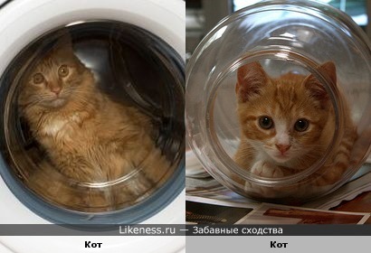 Белка и Стрелка по-кошачьи или Коты-космонавты