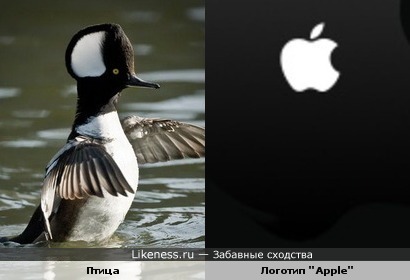 Птица, отмеченная логотипом &quot;Apple&quot;