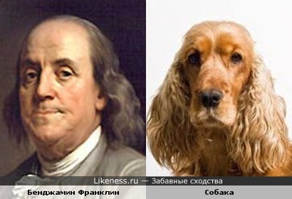 Собака напомнила Бенджамина Франклина