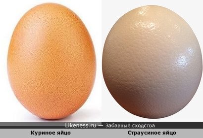 Куриное яйцо похоже на Страусиное яйцо