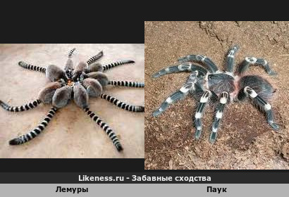 Лемуры напоминают Паука