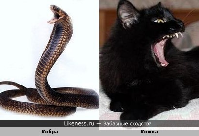 Рассерженная кобра похожа на зевающую кошку
