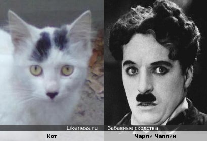 Этот кот похож на Чарли Чаплина