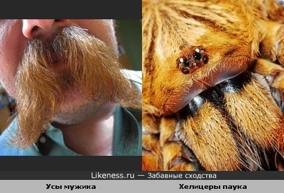 Усы мужика похожи на хелицеры паука