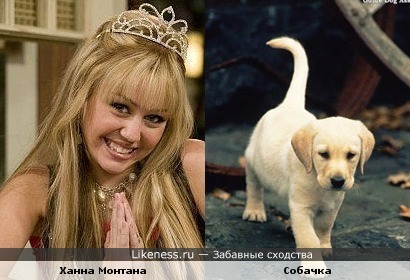 Ханна Монтана это собачка!!!!!)))))
