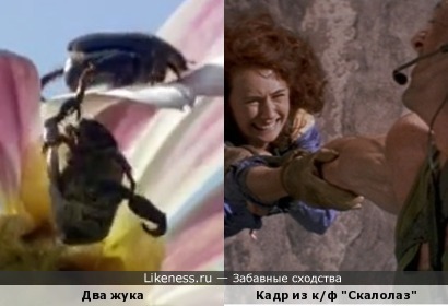 Кадр из фильма скалолаз и два жука