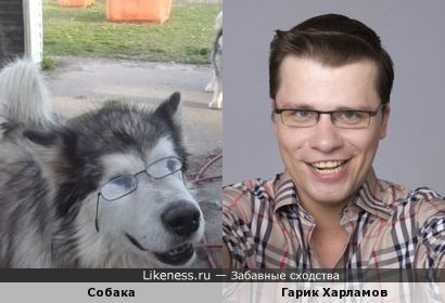 Собака похожа на Гарика Харламова