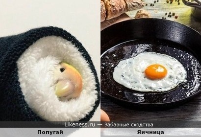 Завёрнутый попугай похож на яичницу на сковороде