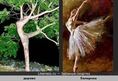 дерево похоже на балерину