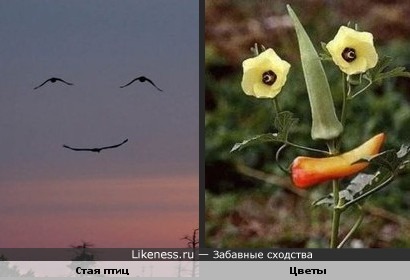 Стая птиц в виде улыбки похожа на цветы в виде улыбки )