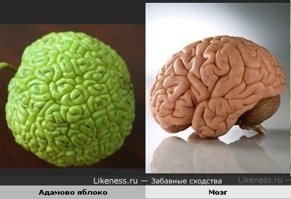 Яблоко похоже на мозг