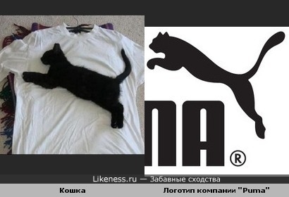 Кошка на майке похожа на логотип Puma