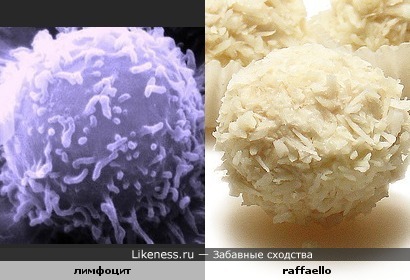 Лимфоцит похож на шарик Raffaello