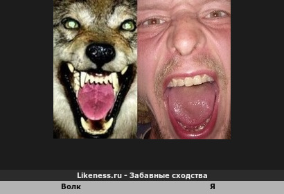 Волк напоминает Меня
