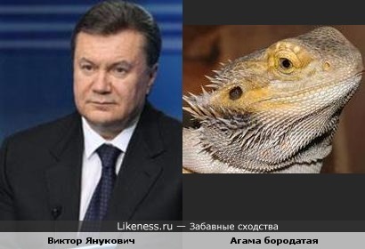 Янукович ящерица! нет, ну правда