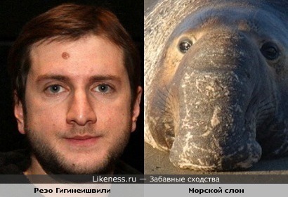 Резо Гигинеишвили похож на морского слона (носом)