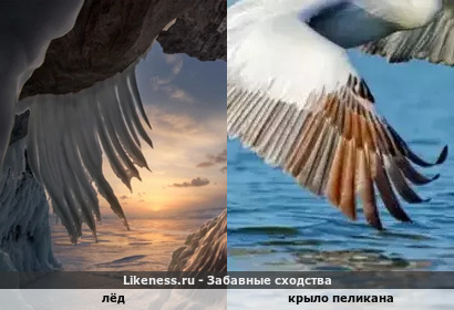Намёрзший лёд и крылья пеликана