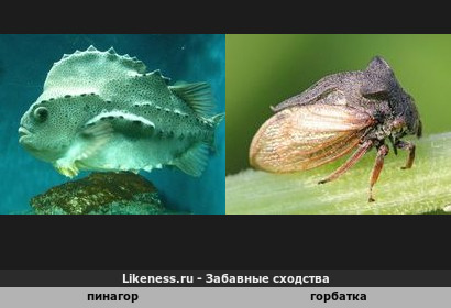 Рыба-огурец и букашка-шип