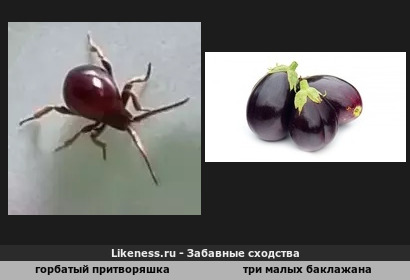 Горбатый притворяшка похож на баклажан