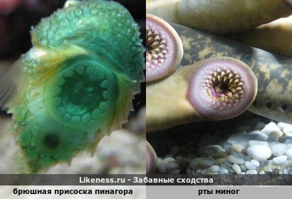 Функциональное единство