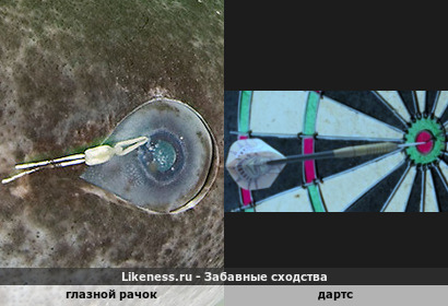 В глаз попал