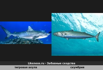 Скумбрия такая