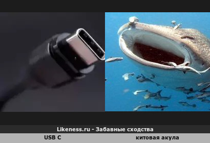 Поглотители цифрового планктона