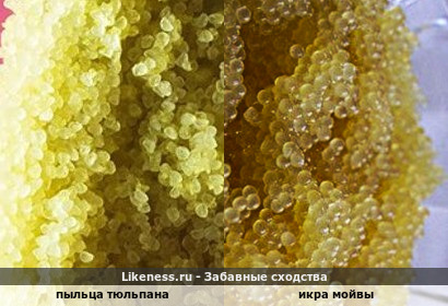 Икрястая ботаника