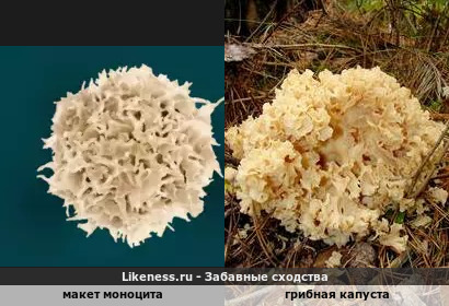 Райское схождение