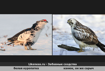 Так ты хищник?