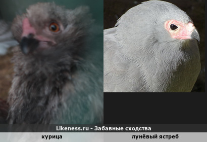 Не всё то хищное, что глядит