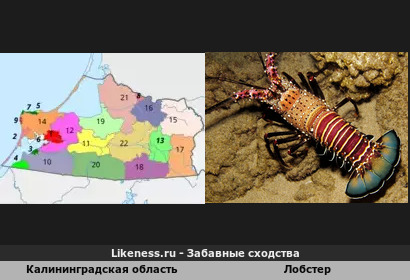 Калининградская область напоминает Деликатес - Лобстер