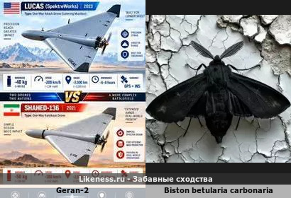 Двухтактный четырехцилиндровый барражирующий боеприпас "Герань-2" напоминает "Берёзовая Пяденица" в темной меланистической форме (ночная бабочка)