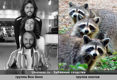 Группа Bee Gees напоминает группу енотов